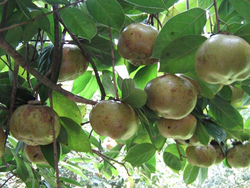 供應廣西軟枝油茶種子 玉林大紅花油茶種子苗木基地